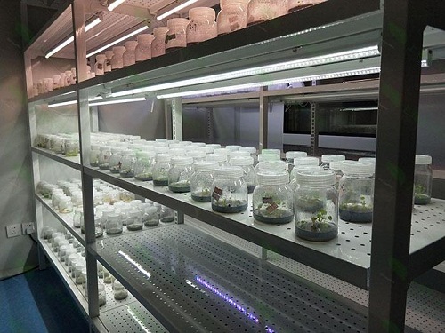 瓮安植物组织培养实验室设计建设方案